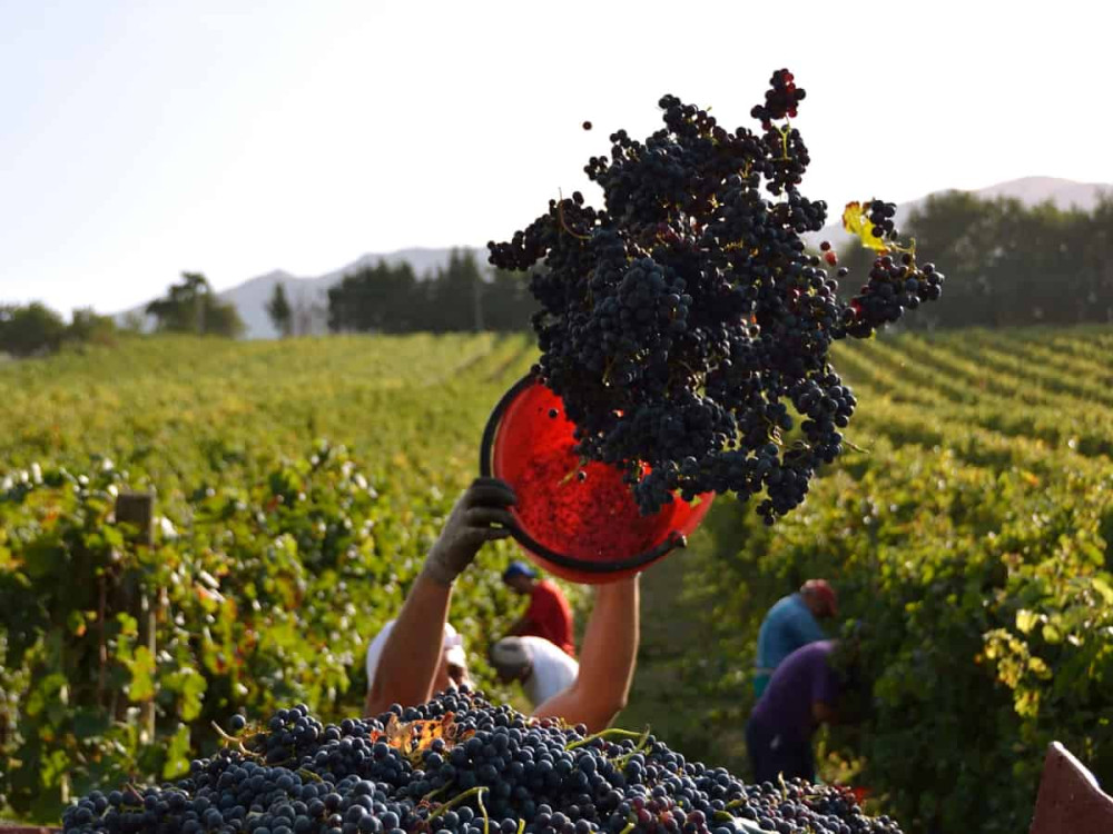 Langhe dell’Unesco: dalla “porta magica sul mondo” cara a Pavese oggi passa anche il caporalato